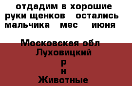 отдадим в хорошие руки щенков ( остались2 мальчика-1 мес 23 июня) - Московская обл., Луховицкий р-н Животные и растения » Отдам бесплатно   